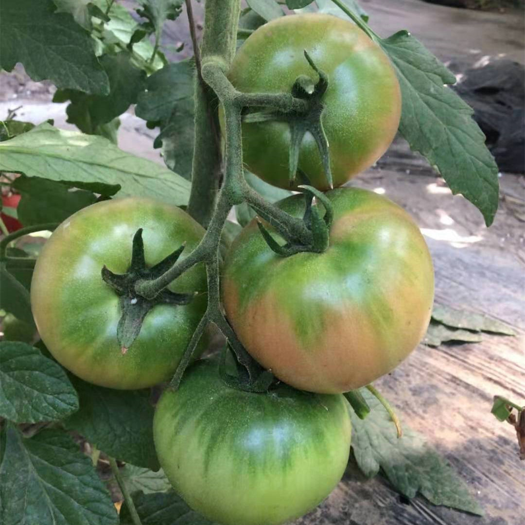 铁莓东北铁皮柿子草莓番茄种子带绿肩粉水果家庭园艺种子