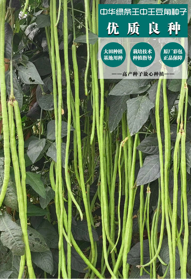 种子特长绿皇皇帝豇豆绿条豆角架豆四季高产家庭园艺种子