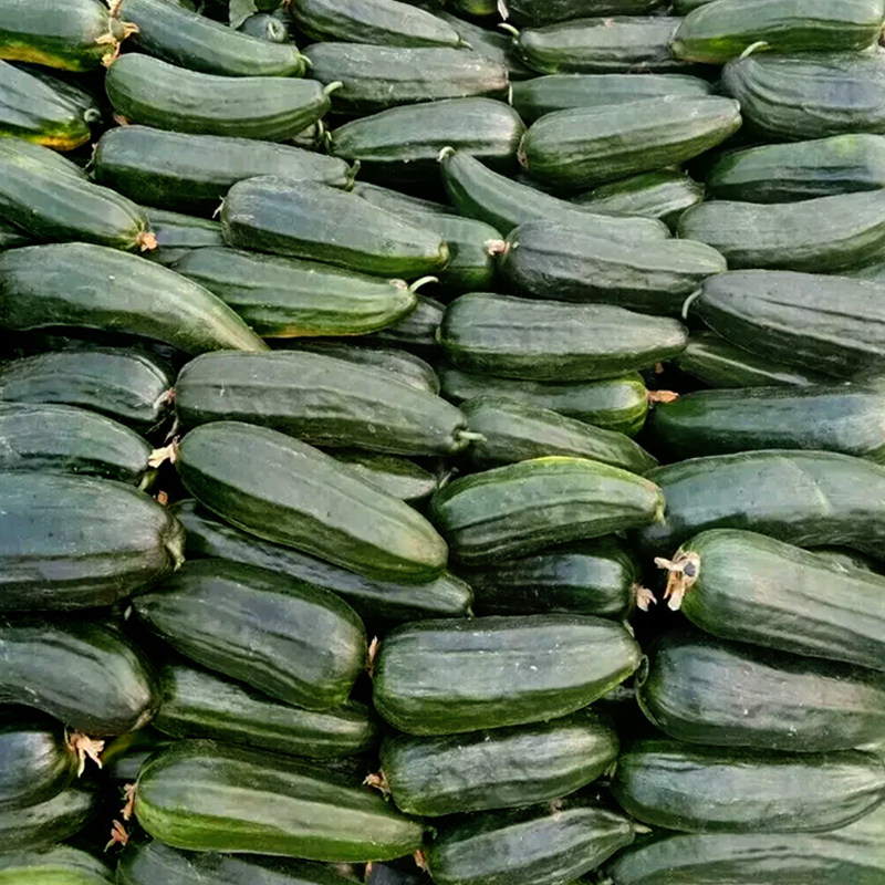 黑皮种子酥瓜春季脆瓜梢瓜菜瓜早熟耐热热好家庭园艺种子