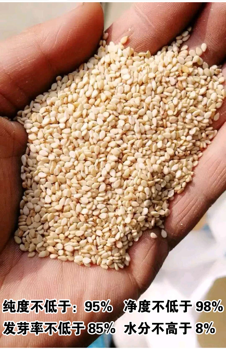 种子芝麻高产白芝麻菜园采用春夏秋种籽种家庭园艺种子