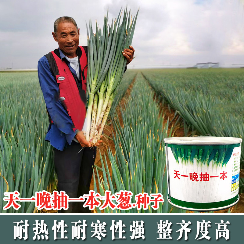 日本品种晚抽一本理想大葱种子铁杆包邮耐热家庭园艺种子