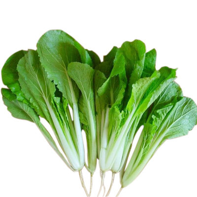 种子四季小白菜成熟快芽率小青青菜鸡毛阳台庭院家庭园艺种子