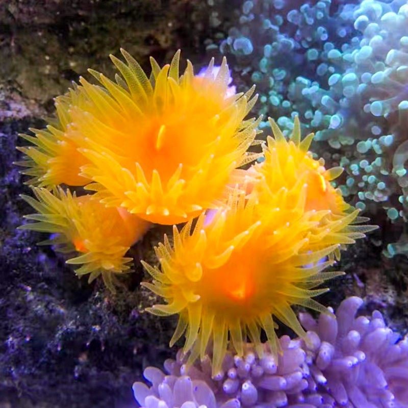 珊瑚海炮仗海洋宠物珊瑚海水太阳花nps活体观赏其它水族宠物