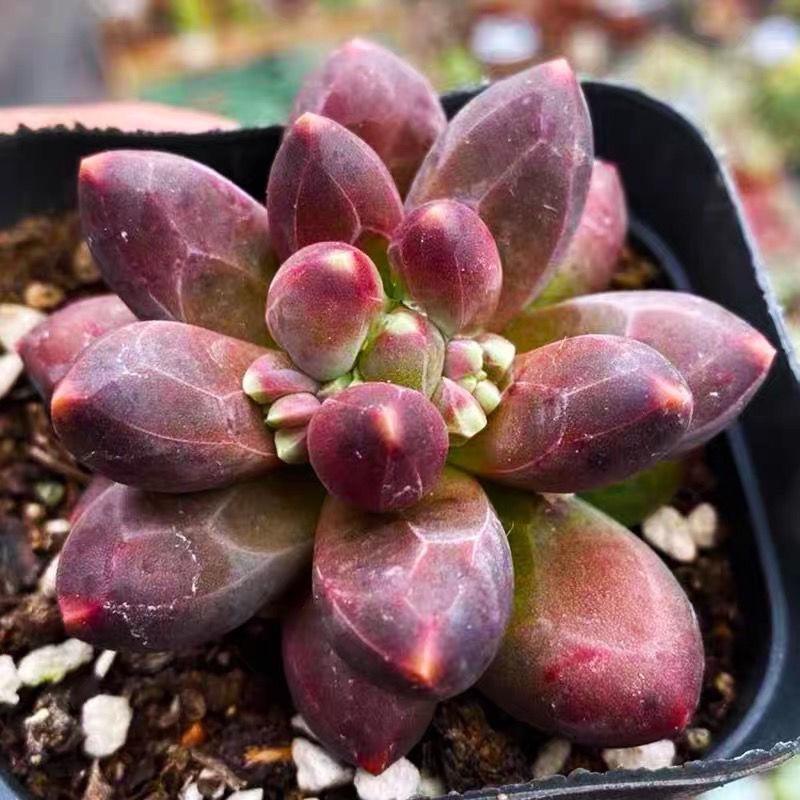 千代田之松缀化暗纹天生带纹路的多肉植物阳台多肉植物