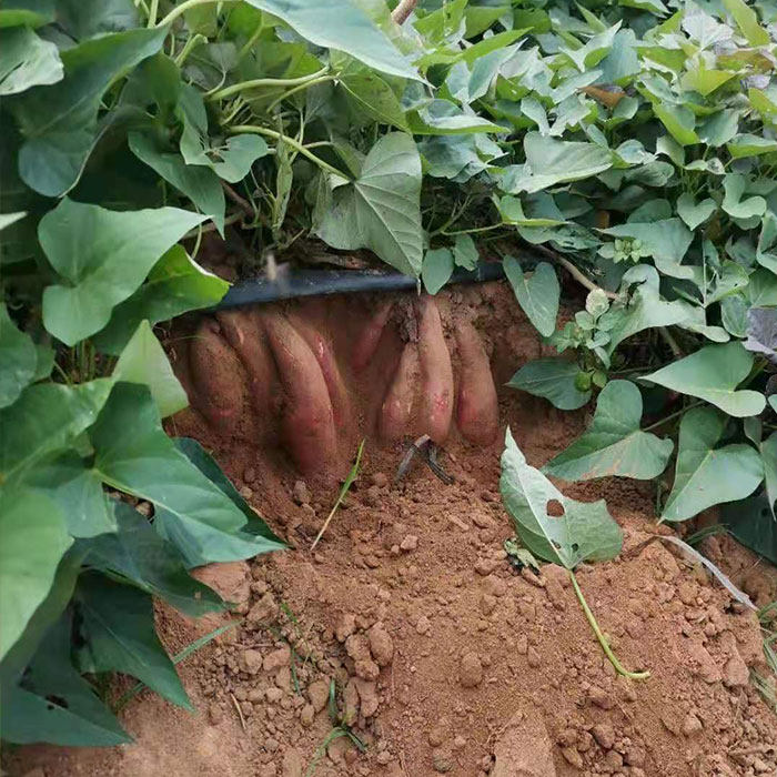 蜜薯广西新鲜现挖红心流油西瓜红薯糖心地瓜番薯