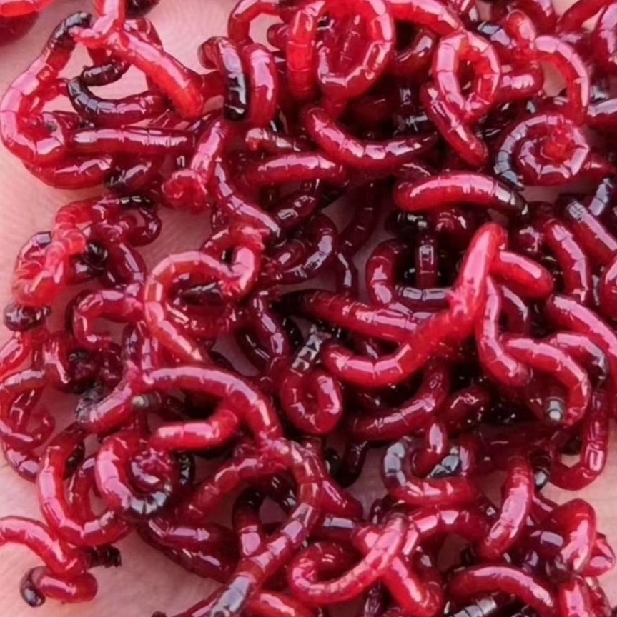 红虫粉和红虫哪个好用_冻红虫有细菌吗_红虫有毒吗