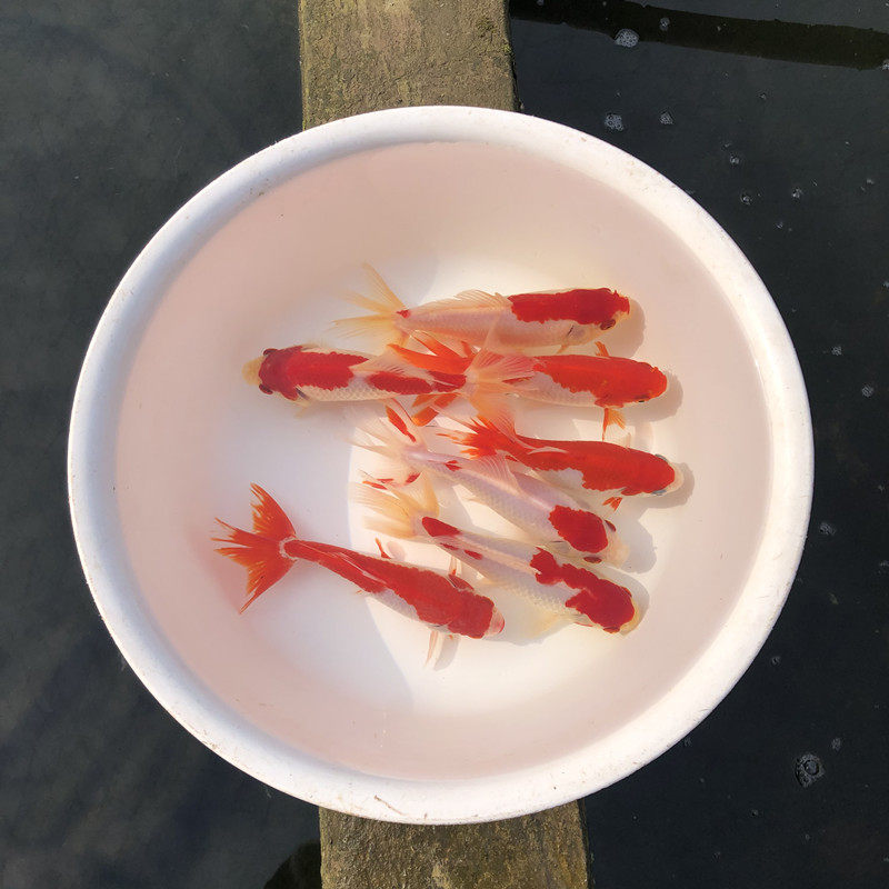 日本观赏鱼冷水鱼活体金鱼红白双尾草金新手练手鱼