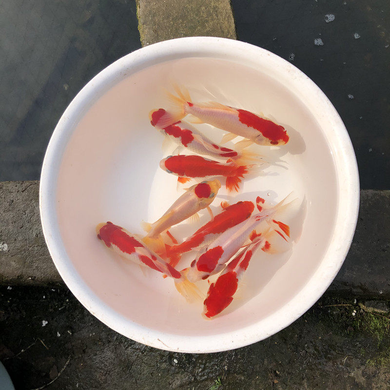 日本观赏鱼冷水鱼活体金鱼红白双尾草金新手练手鱼