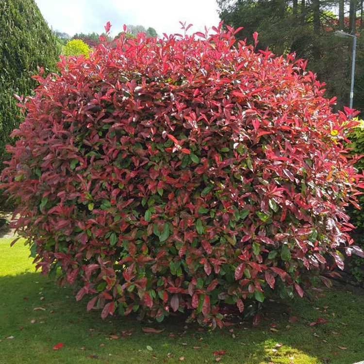 红叶石楠植物叶植物篱笆观庭院彩色罗宾花园常青观叶