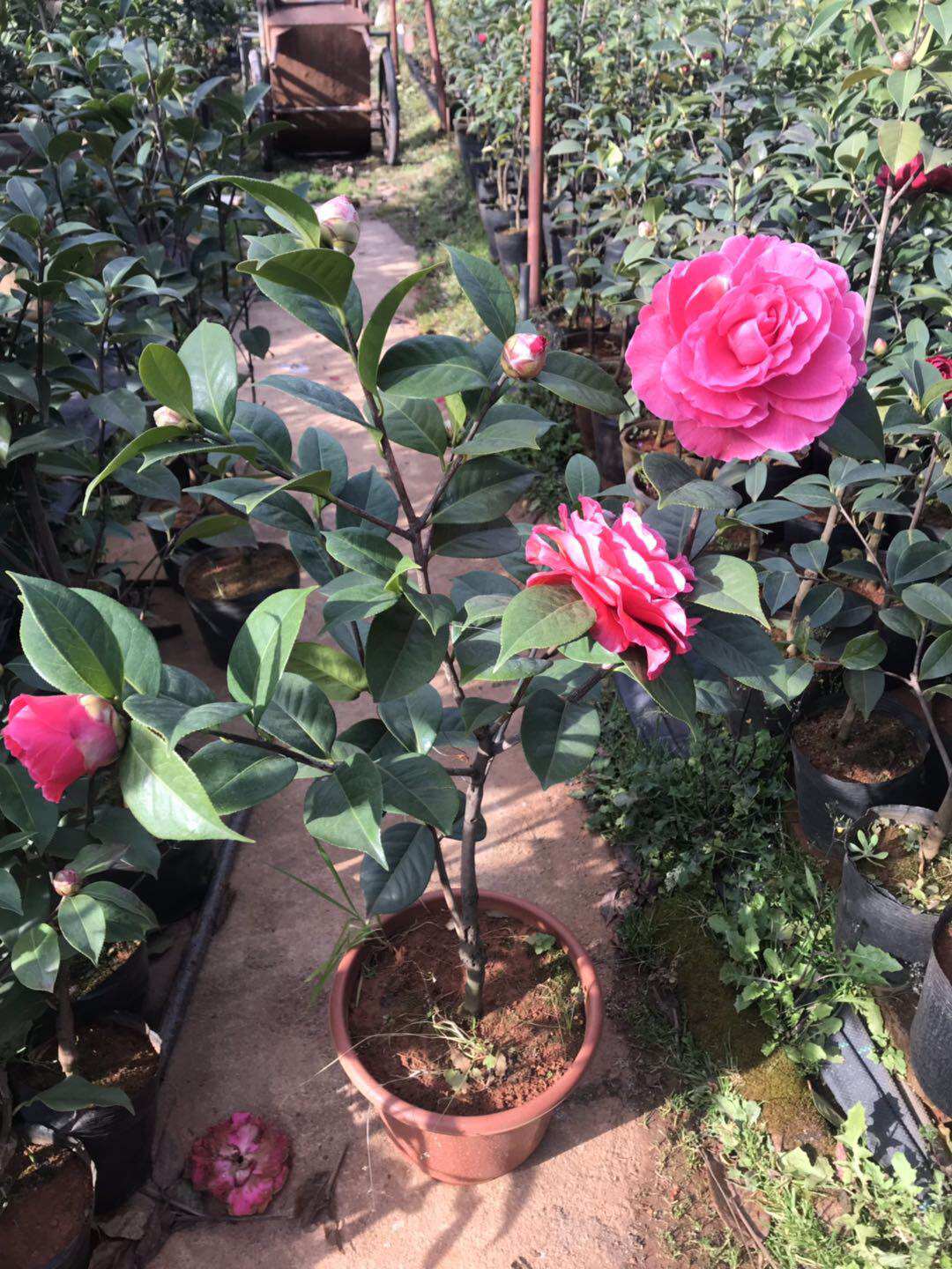 茶花花朵大理最大漂亮名贵品种桃红天高巨型时令草本花卉
