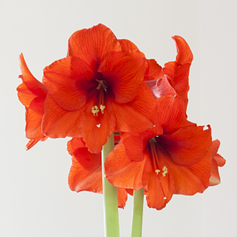 荷兰进口蜡封朱顶红大种球室内桌面年宵花卉冬季植物盆栽新年礼品