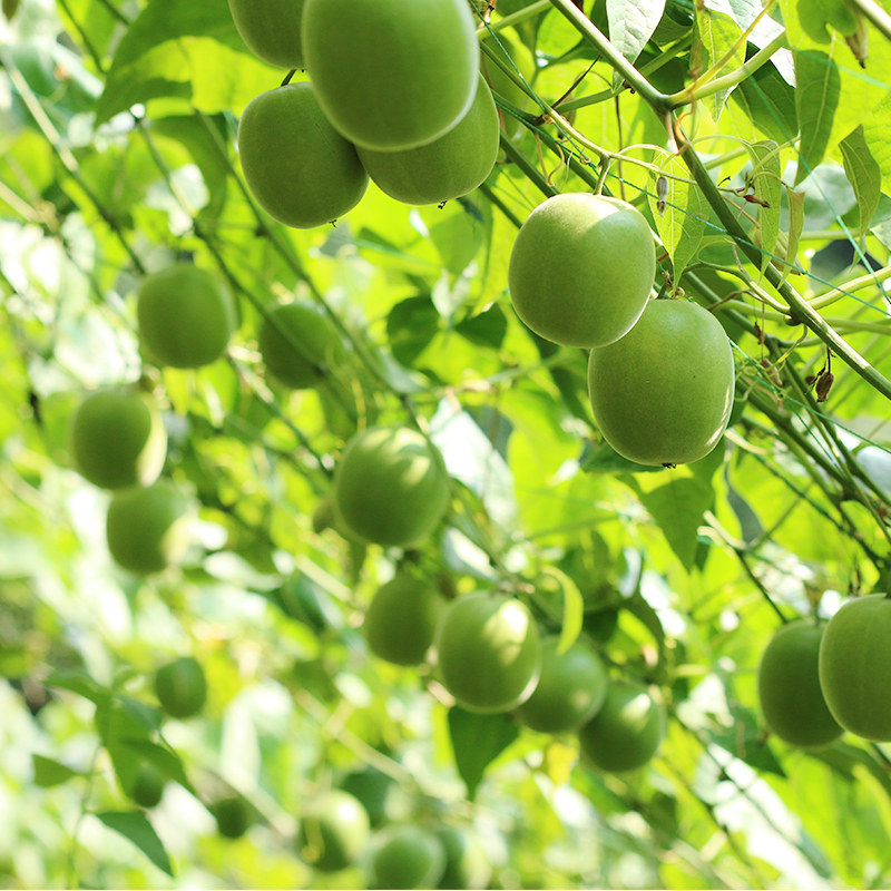 新鲜百寿罗汉果生果鲜果广西桂林永福产地采摘罗汉果