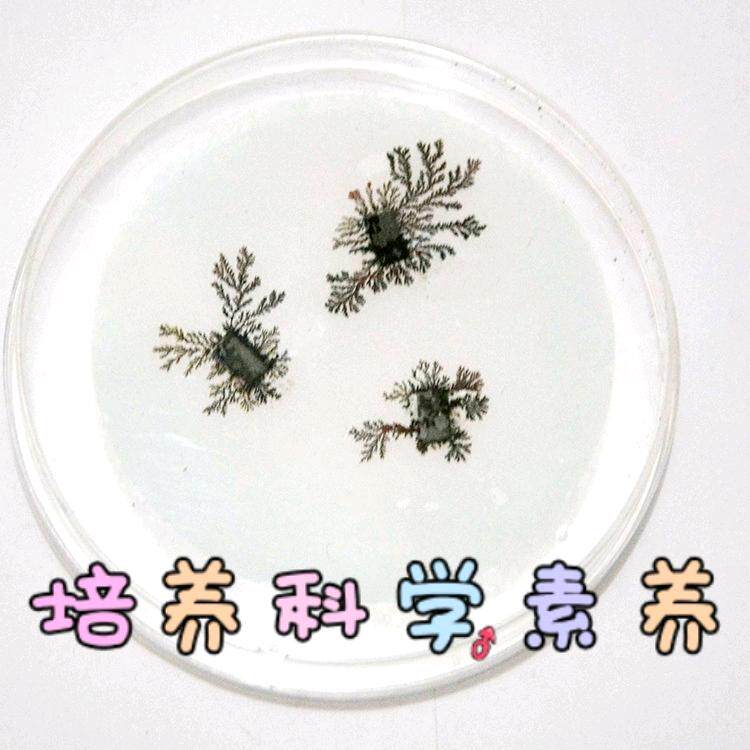 铁树开花铁片铝片科学实验套装中小学幼儿园科普教学手工科学实验