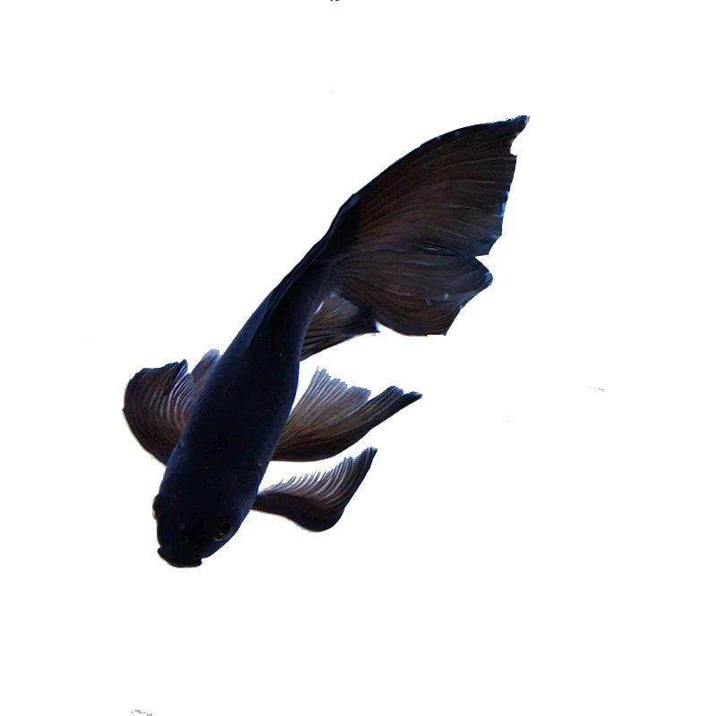 慧星新品蝴蝶乌金锦鲤长尾尾巴鲤鱼招财鱼谈鱼
