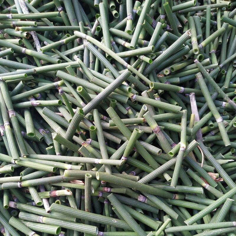 野生木贼草切段晒干新货节节草锁眉节笔筒草可其他药食同源食品