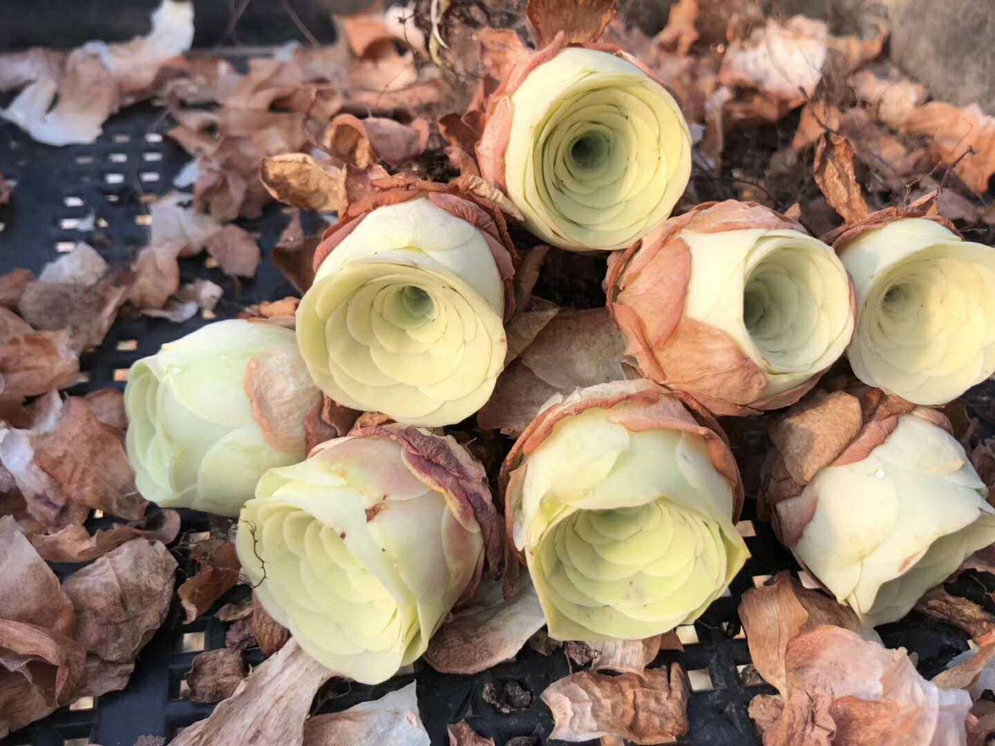 玫瑰黄玫瑰山地状态罗拉新手多肉植物多肉植物