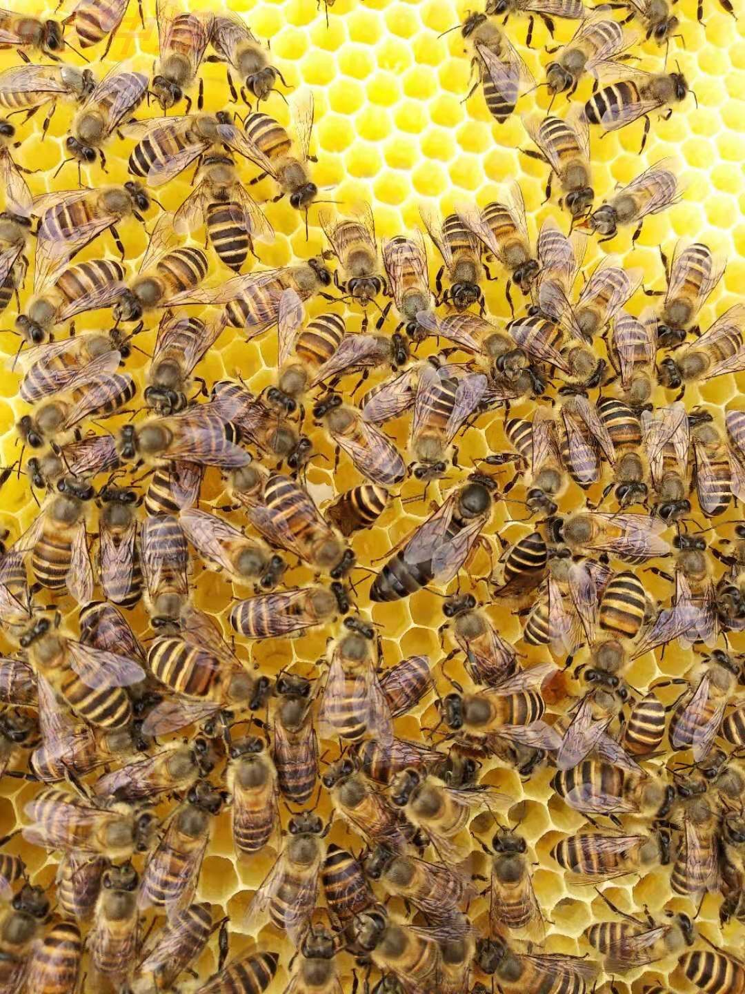 中蜂群纯种处女王蜂群带子脾贵州中蜂带蜂箱中华土蜂包邮包技术