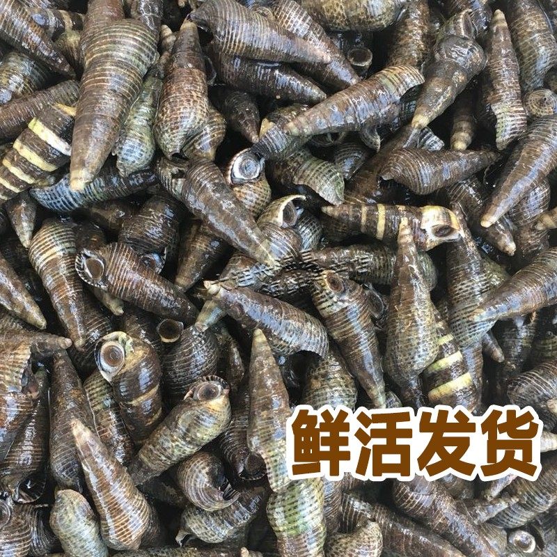新鲜小海锥螺鲜活海螺海瓜子大连连海螺丝野生海螺