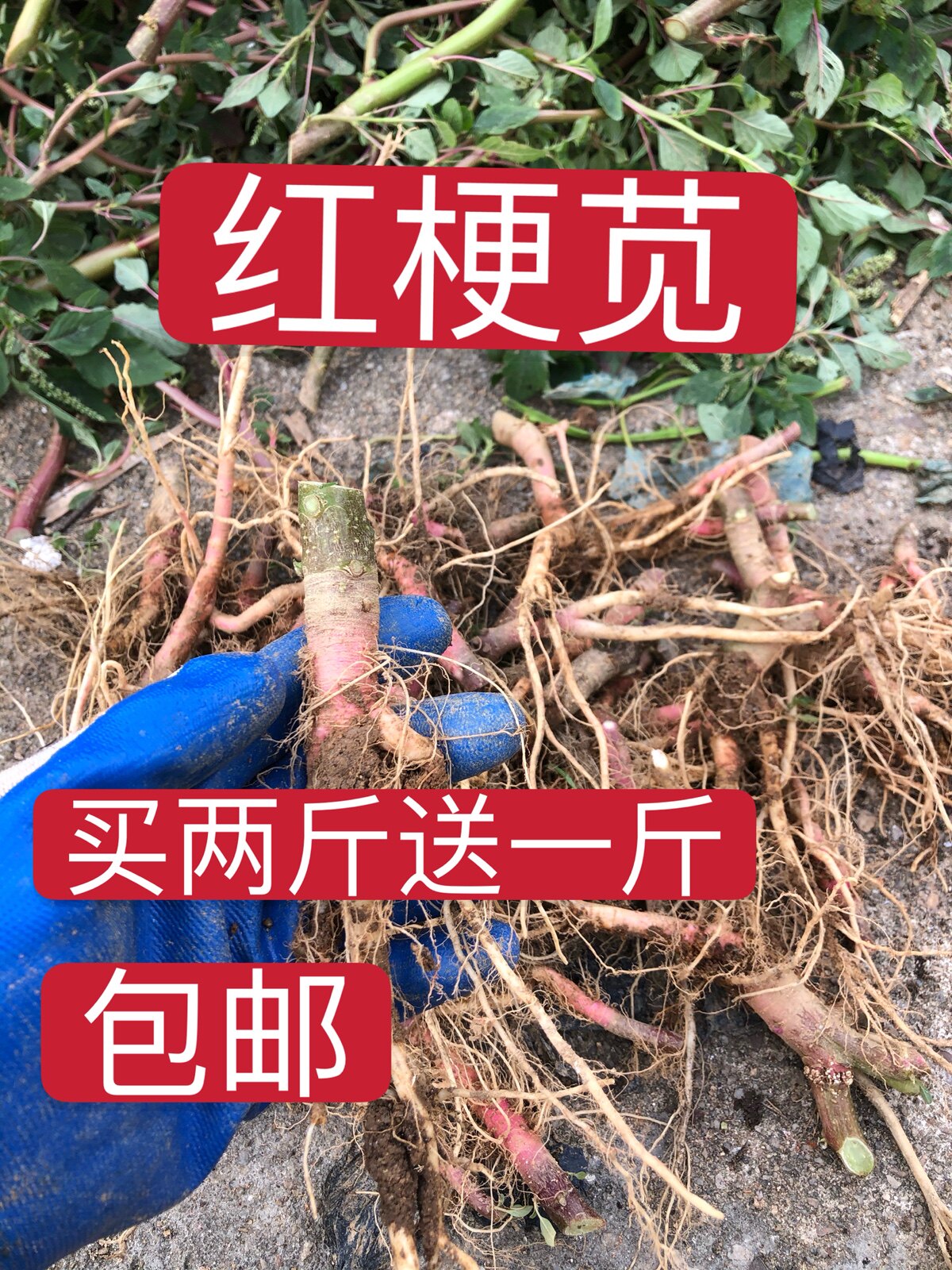 野生红梗苋菜菜根500克现采品包红刺假苋中草药其他药食同源食品