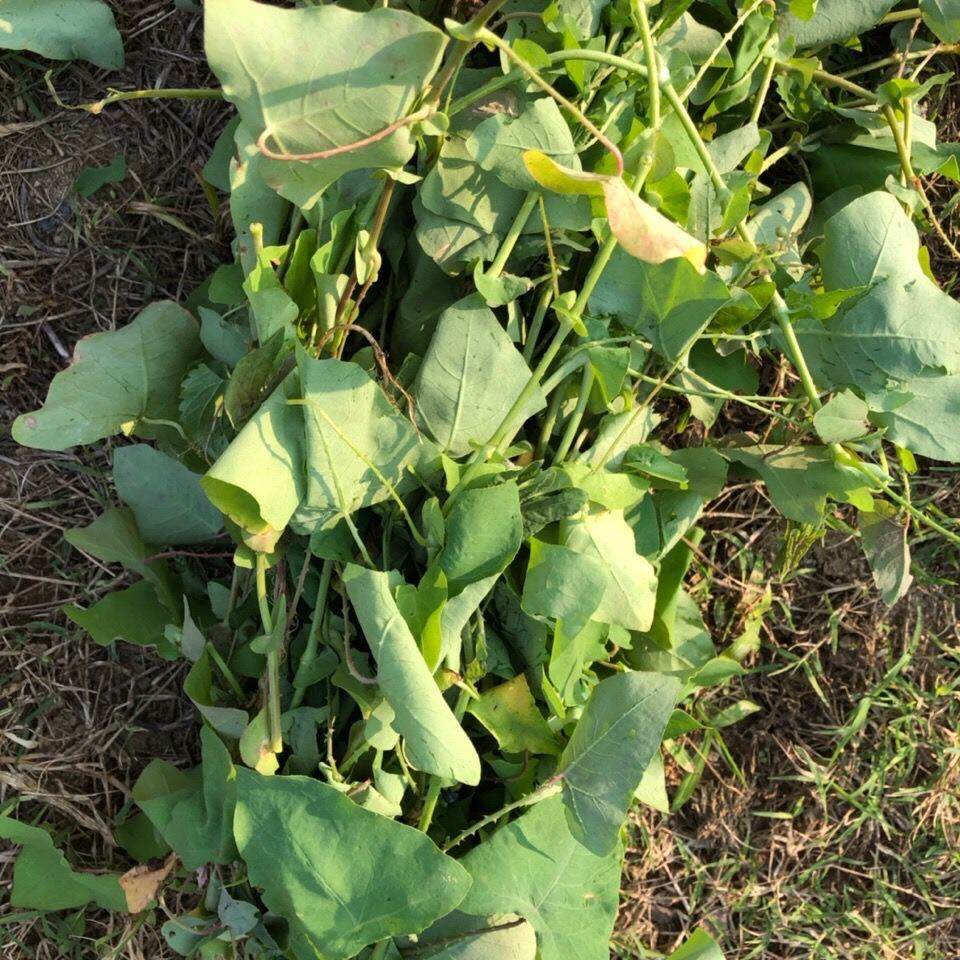 野生不过中草刺藤老虎犁头南蛇晒蛇杠板农家其他药食同源食品