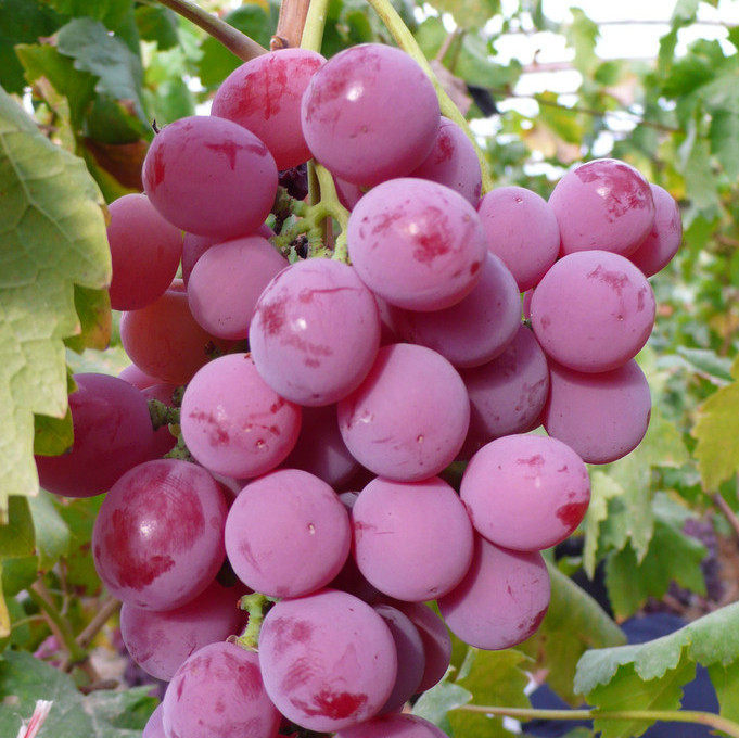 葡萄湖南果苗批发美国红提超甜无核进口支持果树