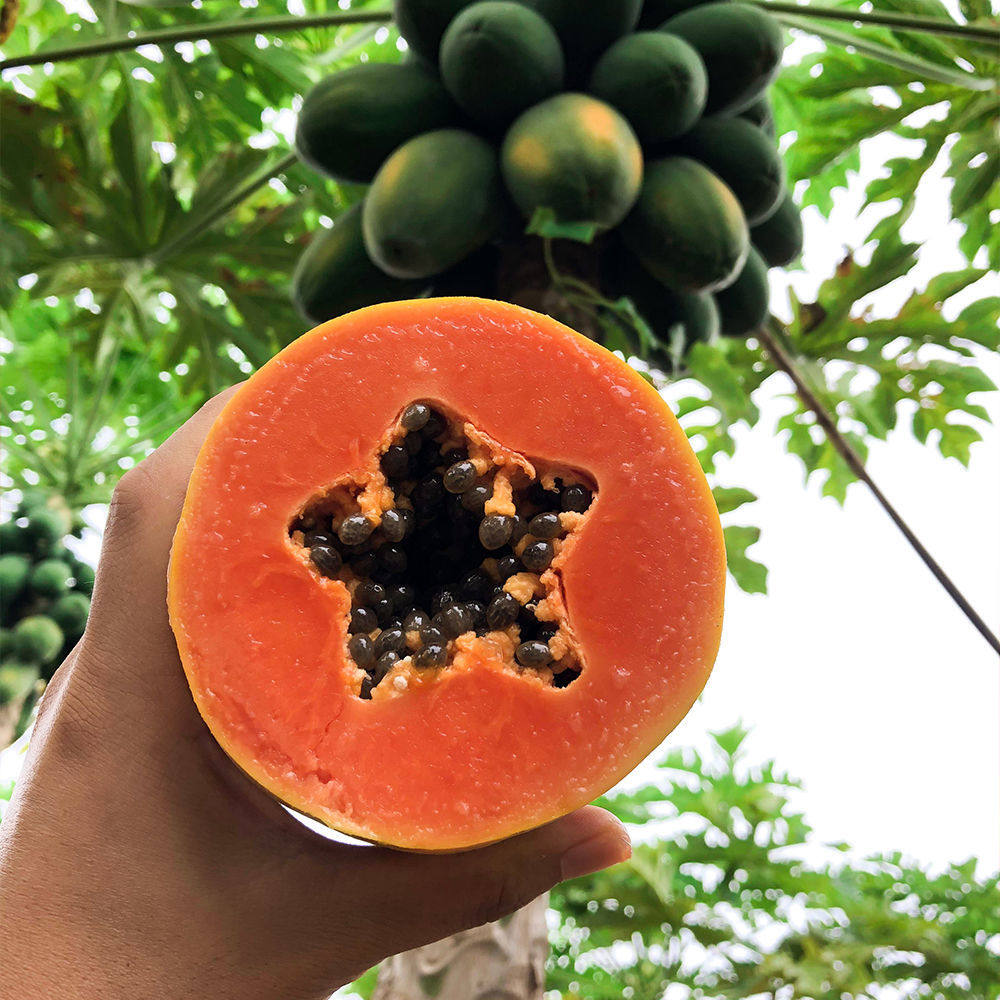 正宗雷州冰糖红肉木瓜现摘树上自然收到即吃木瓜