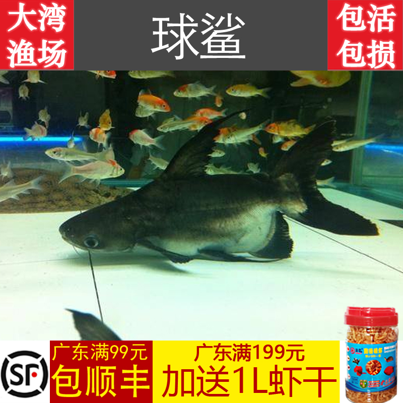 【大湾渔场】十间鱼非洲热带观赏鱼龙鱼配鱼坦鲷马鲷鱼苗活体包活