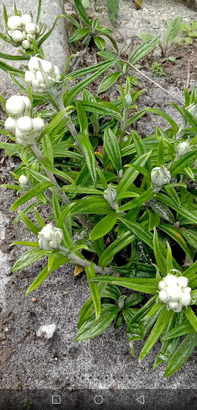 2021野生菊花茶叶海螺沟冰川雪菊滋补茶见水成花骨朵100克56包邮