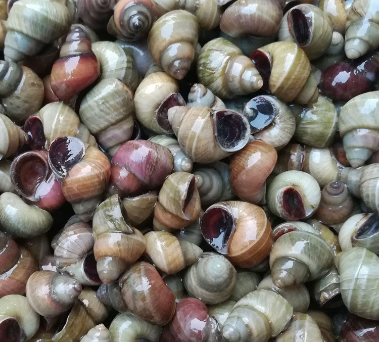 活体田螺微山湖野生清水新鲜螺蛳石螺现抓现发泥螺