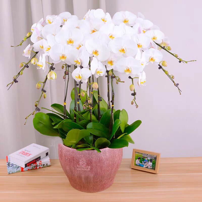 蝴蝶兰盆栽花苞鲜花盆花开业乔迁庆典杭州同城花卉