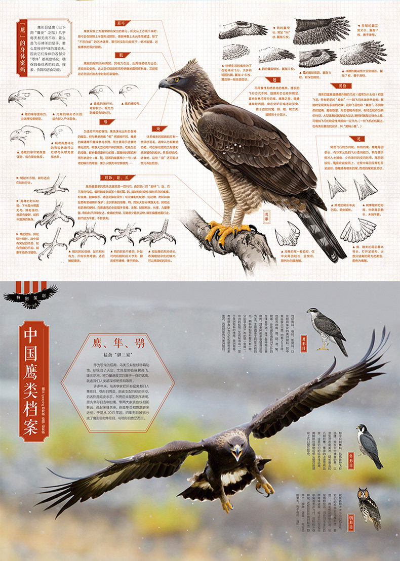 群鹰会【速发包邮】博物杂志 2019年10月总第190期