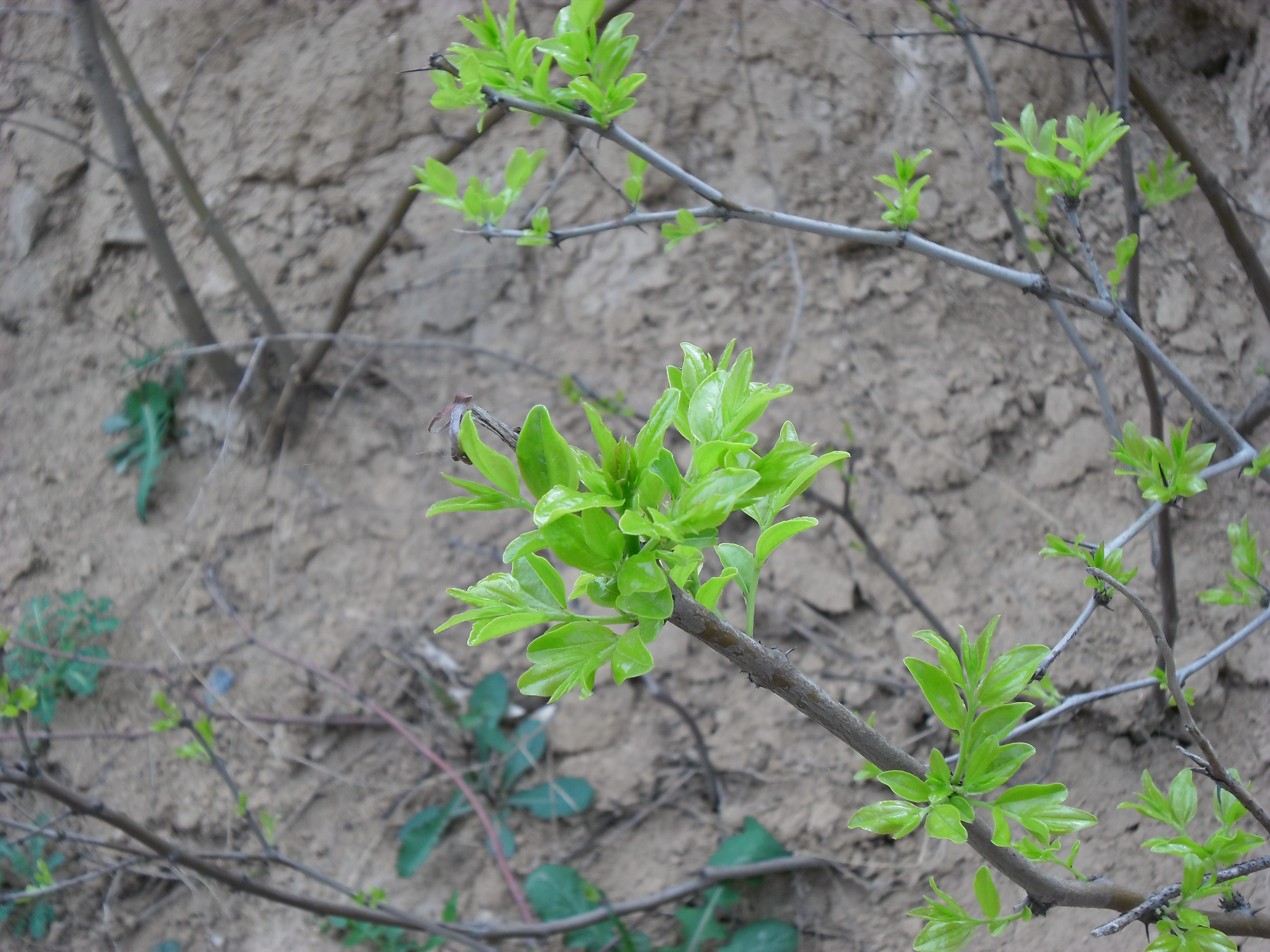 酸枣te河南芽茶叶茶枣芽枣叶100克包邮养生茶