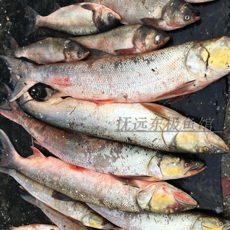 黑龙江乌苏里江抚远县特产纯江天然新鲜鱼鲜鱼鳡条鱼鱤淡水鱼类