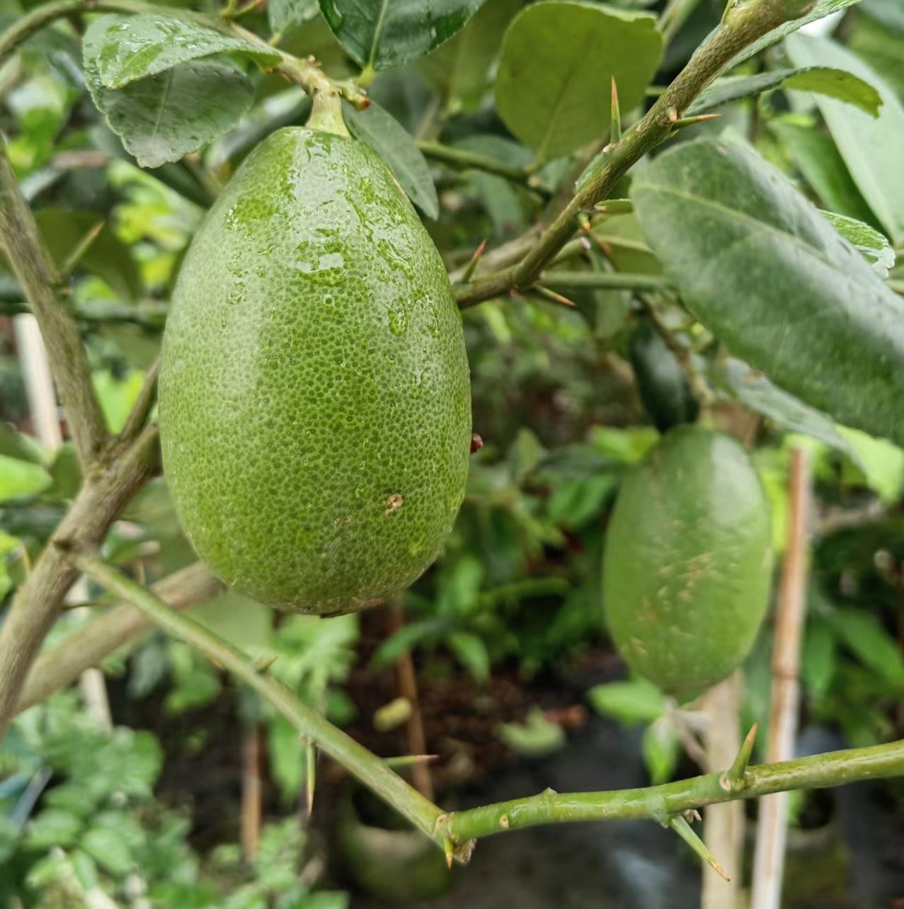 新品正宗台湾香水柠檬少籽一年四季开花结果果树果树