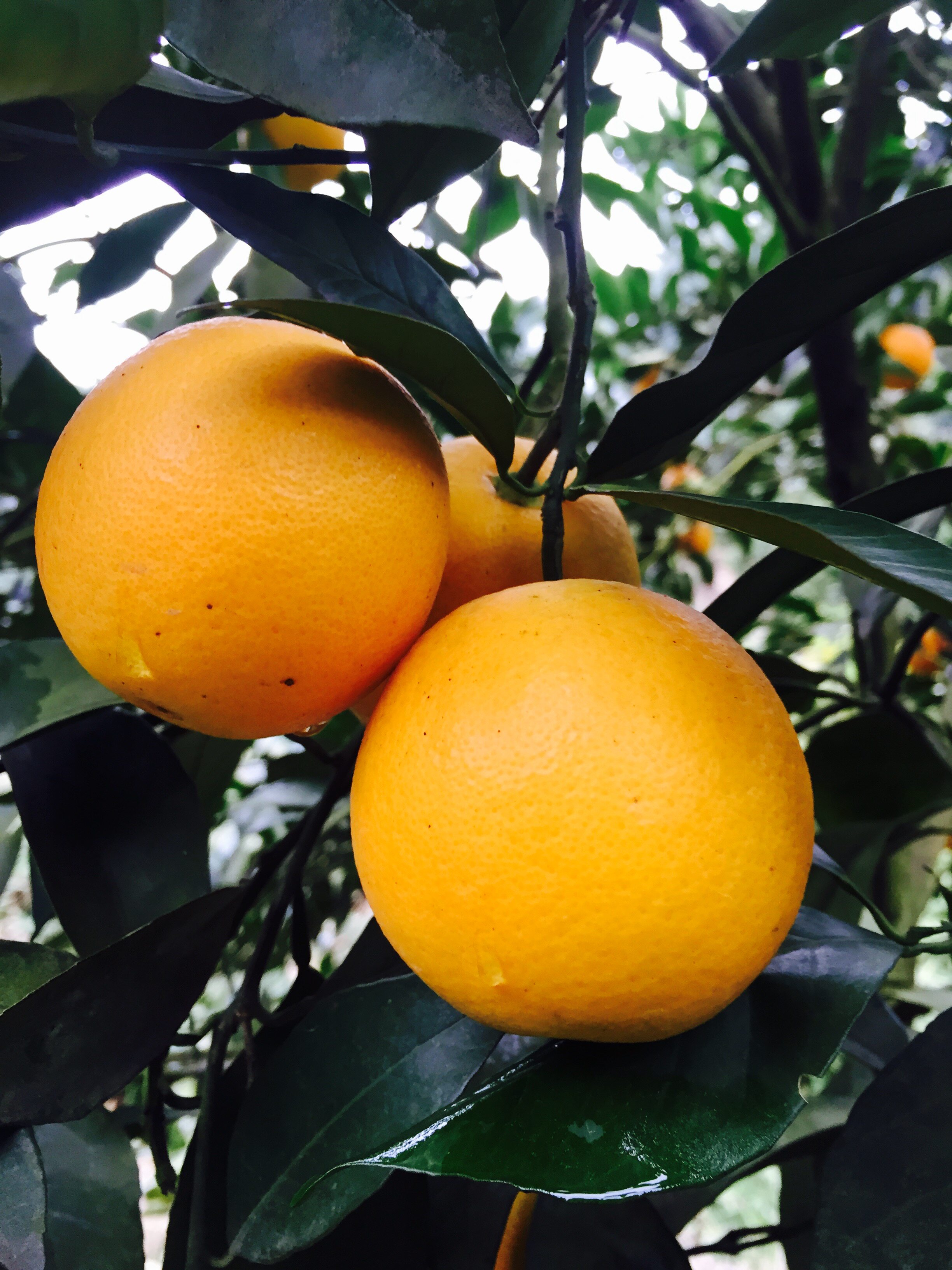 正宗永兴冰糖不上上火甜橙孕妇自产自销新鲜水果橙