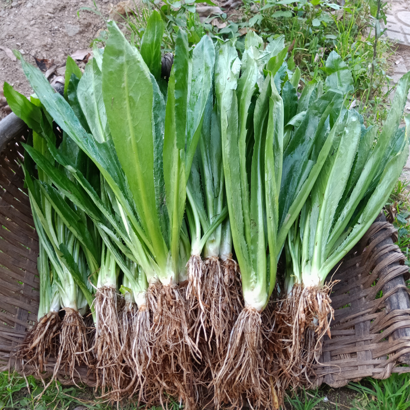 云南南大香菜新鲜缅甸老缅芫荽傣族香料刺芫其它