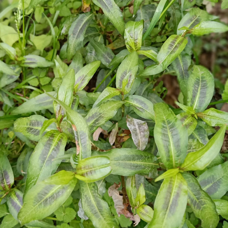 云南香柳香辣蓼鱼生新鲜蔬菜傣族香料撒撇佐料其它
