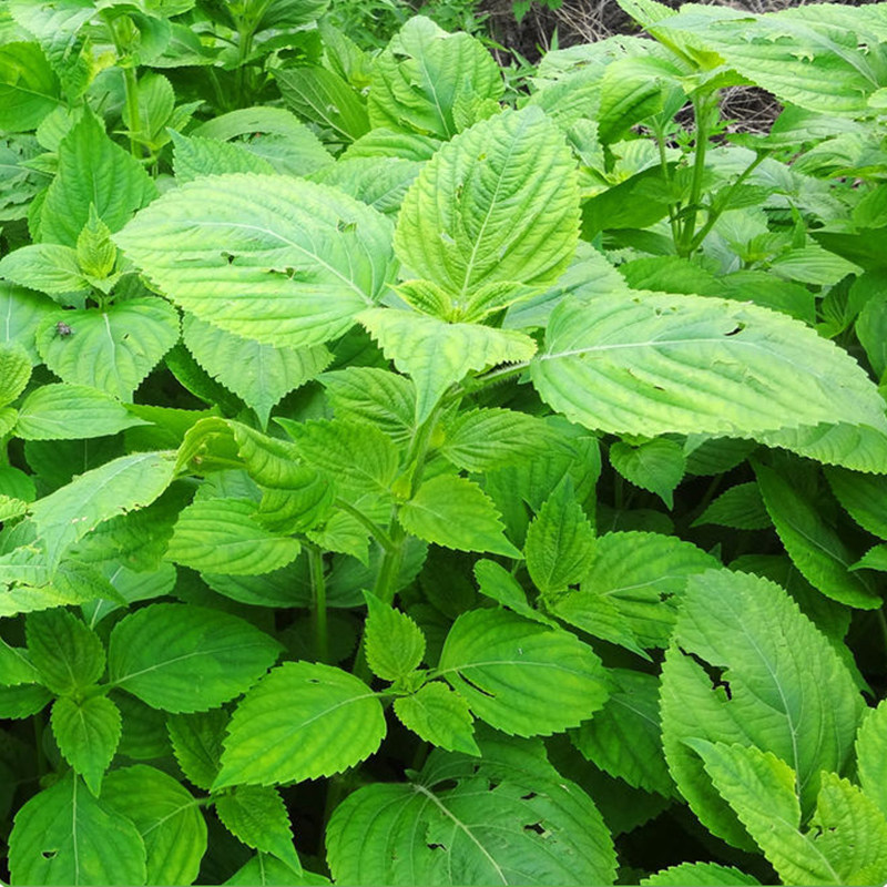 绿苏种子种籽孑苗盆栽食用紫苏叶南方籽种四季家庭园艺种子
