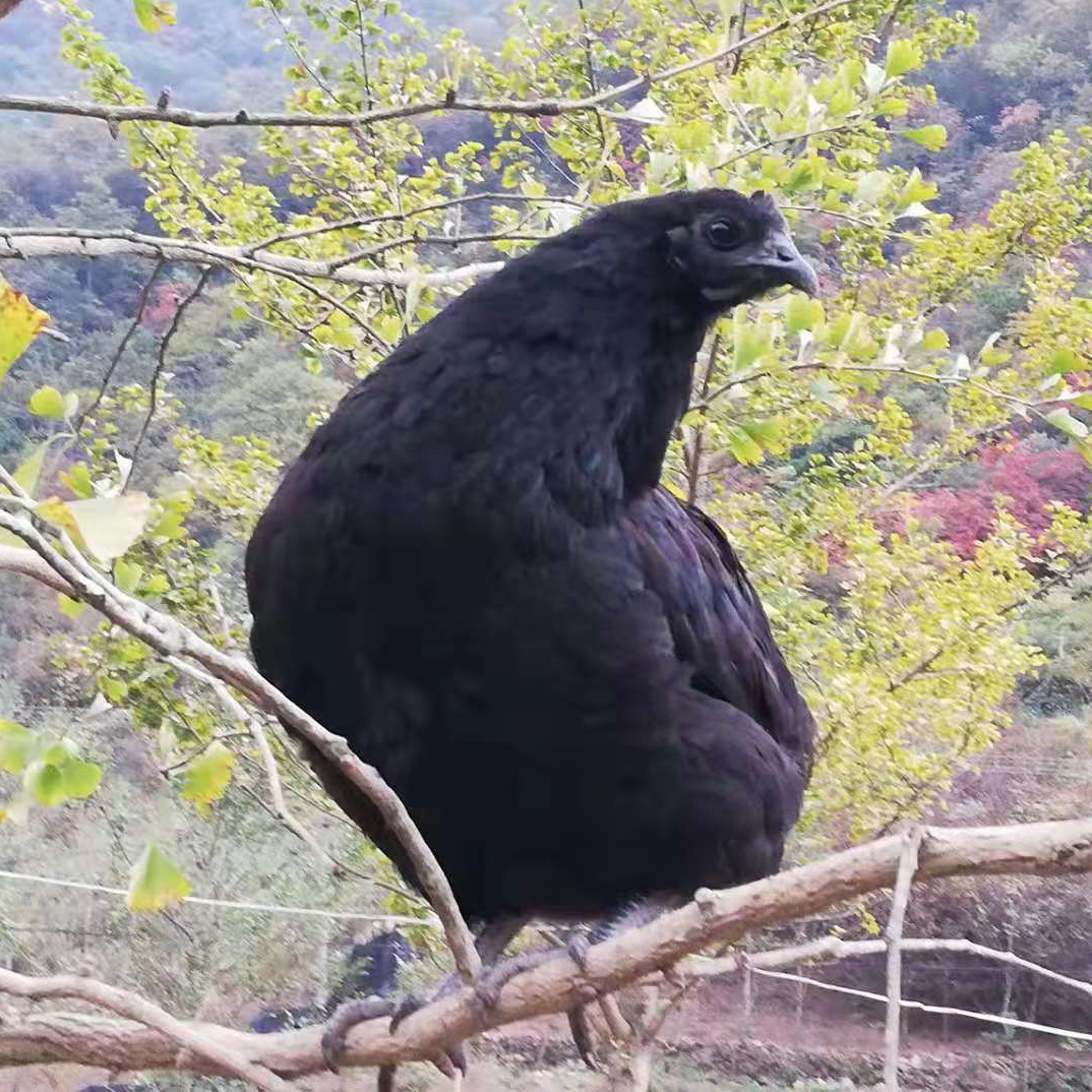 略阳乌鸡简介图片