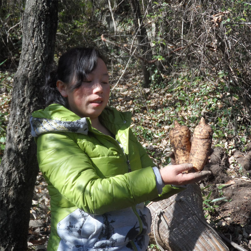 天麻野生略阳产地精选特级无硫不酸250g天麻
