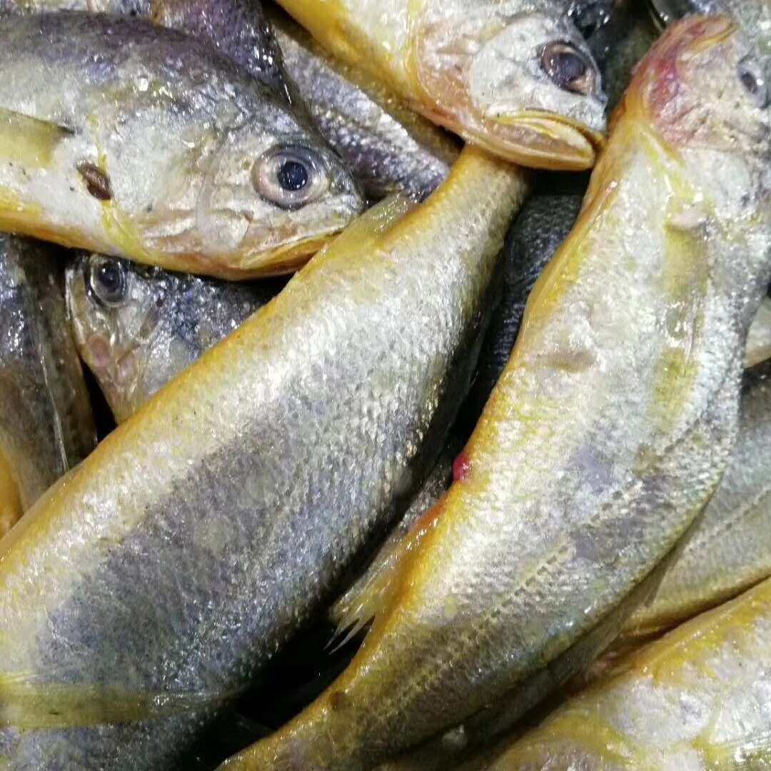 南通如东洋口港海鲜 春鱼 产鲜小黄鱼 新鲜小黄鱼 出水小黄鱼 - 爱购