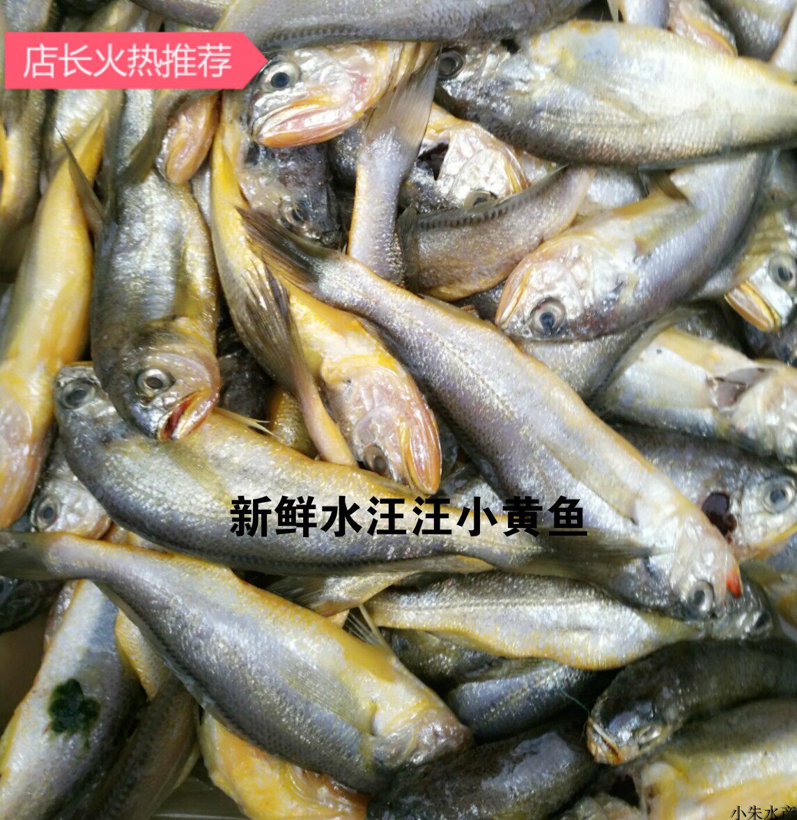 南通如东洋口港海鲜 春鱼 产鲜小黄鱼 新鲜小黄鱼 出水小黄鱼 - 爱购