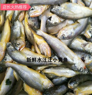 南通如东洋口港海鲜 春鱼 产鲜小黄鱼 新鲜小黄鱼 出水小黄鱼 - 爱购
