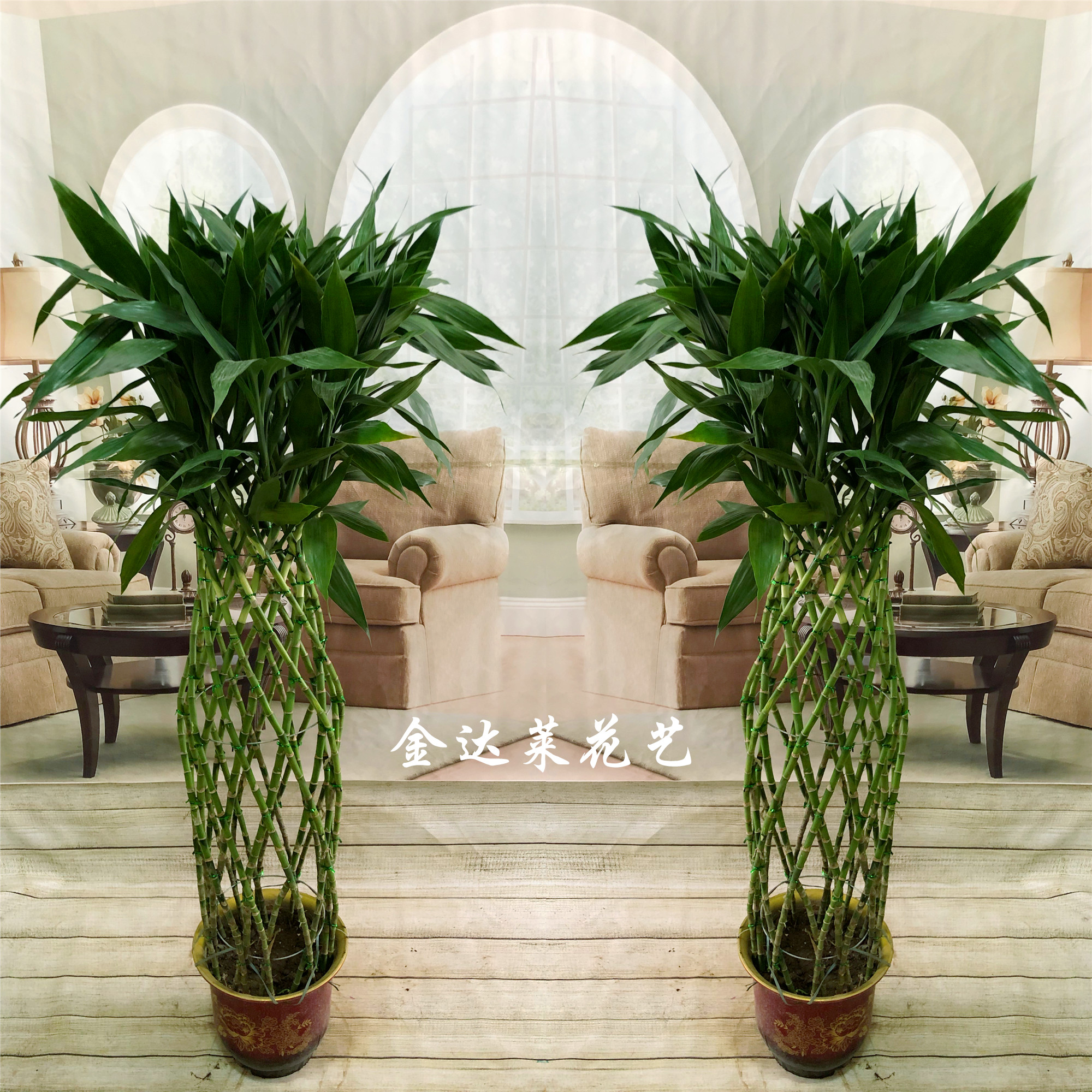 大型富贵富贵竹竹笼盆栽办公室客厅居家室内植物大型绿植