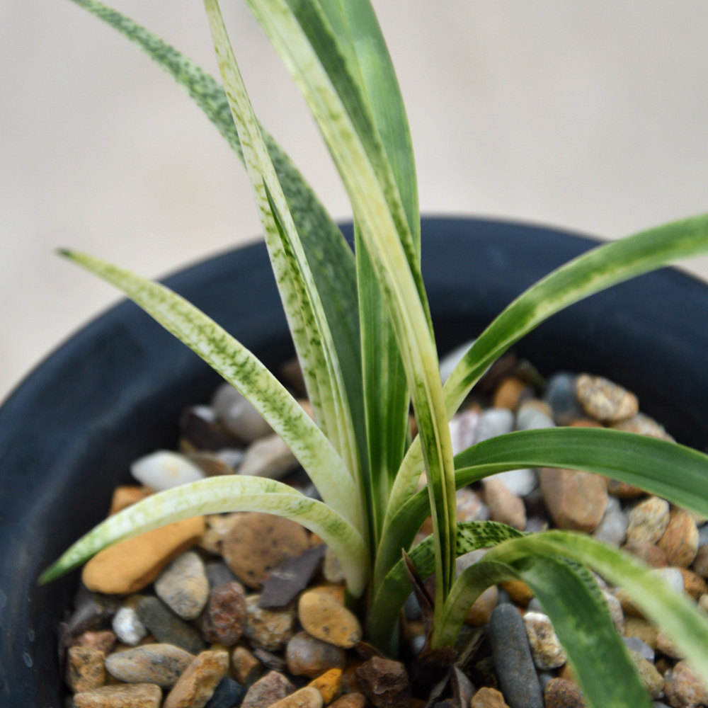 春兰进化线艺漂亮虎斑蛇斑 吻仔鱼 兰花草室内好养活花卉盆栽 - 痕风