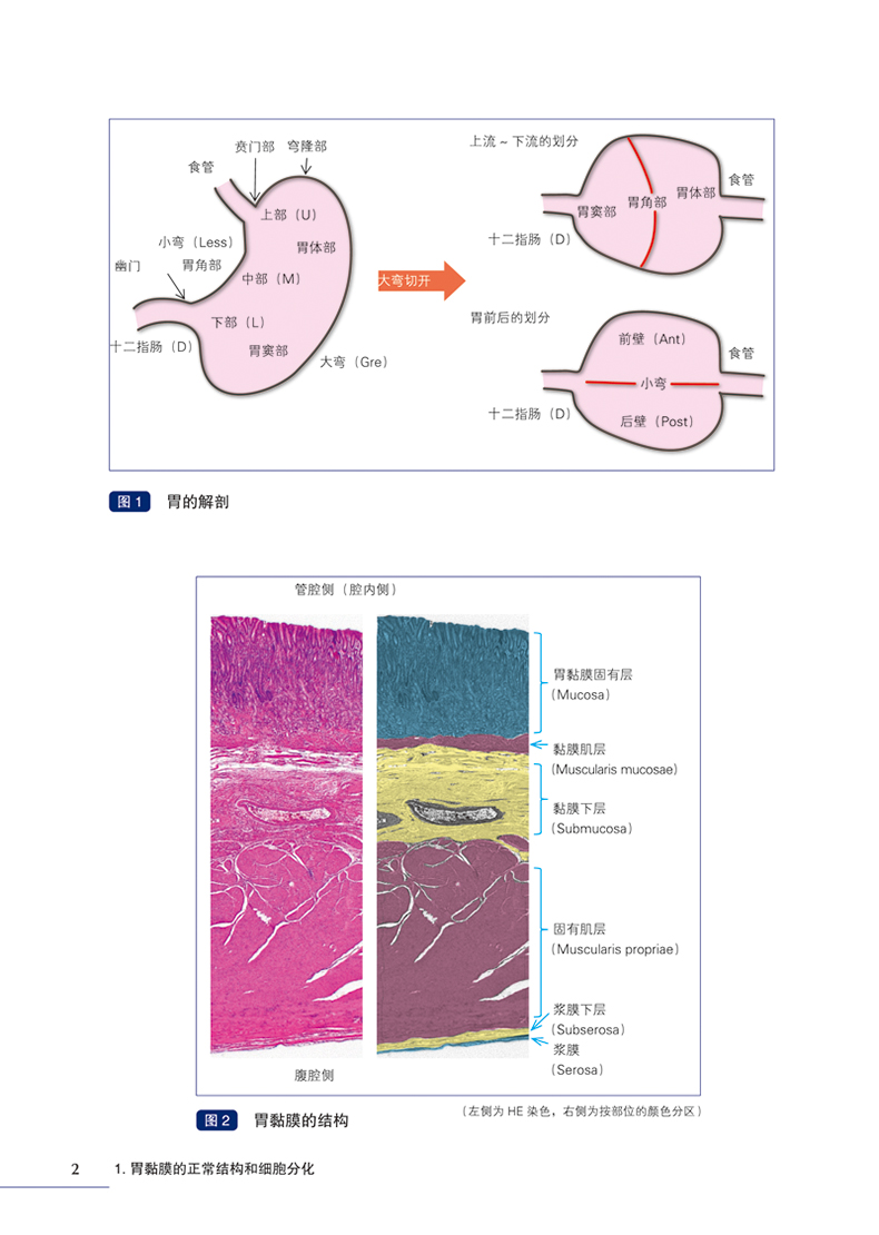 诊断内镜现货诊疗防治疾病书籍肠胃之路分型内科学
