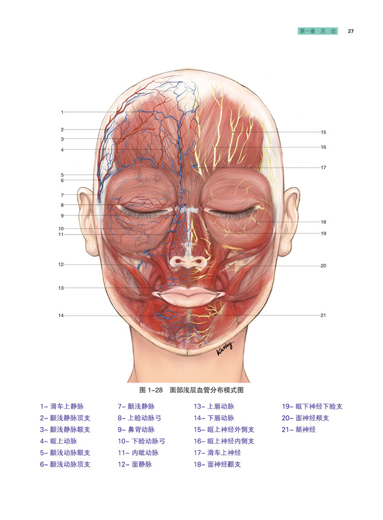 面部精准注射解剖图谱隋鸿锦郝立君于胜波面部年轻化手术注射美容整形