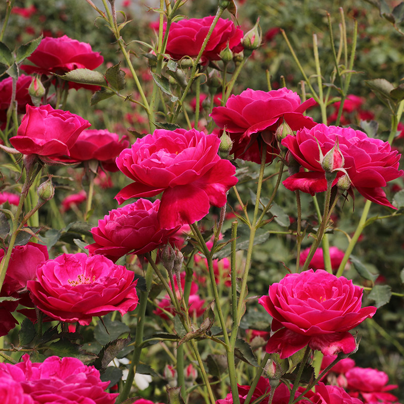 云南新鲜可食用玫瑰花现摘野生红玫瑰鲜花2斤花瓣食用玫瑰
