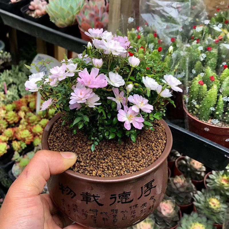 日本姬乙女月季重瓣四季开花盆景蔷薇玫瑰山野草绿植