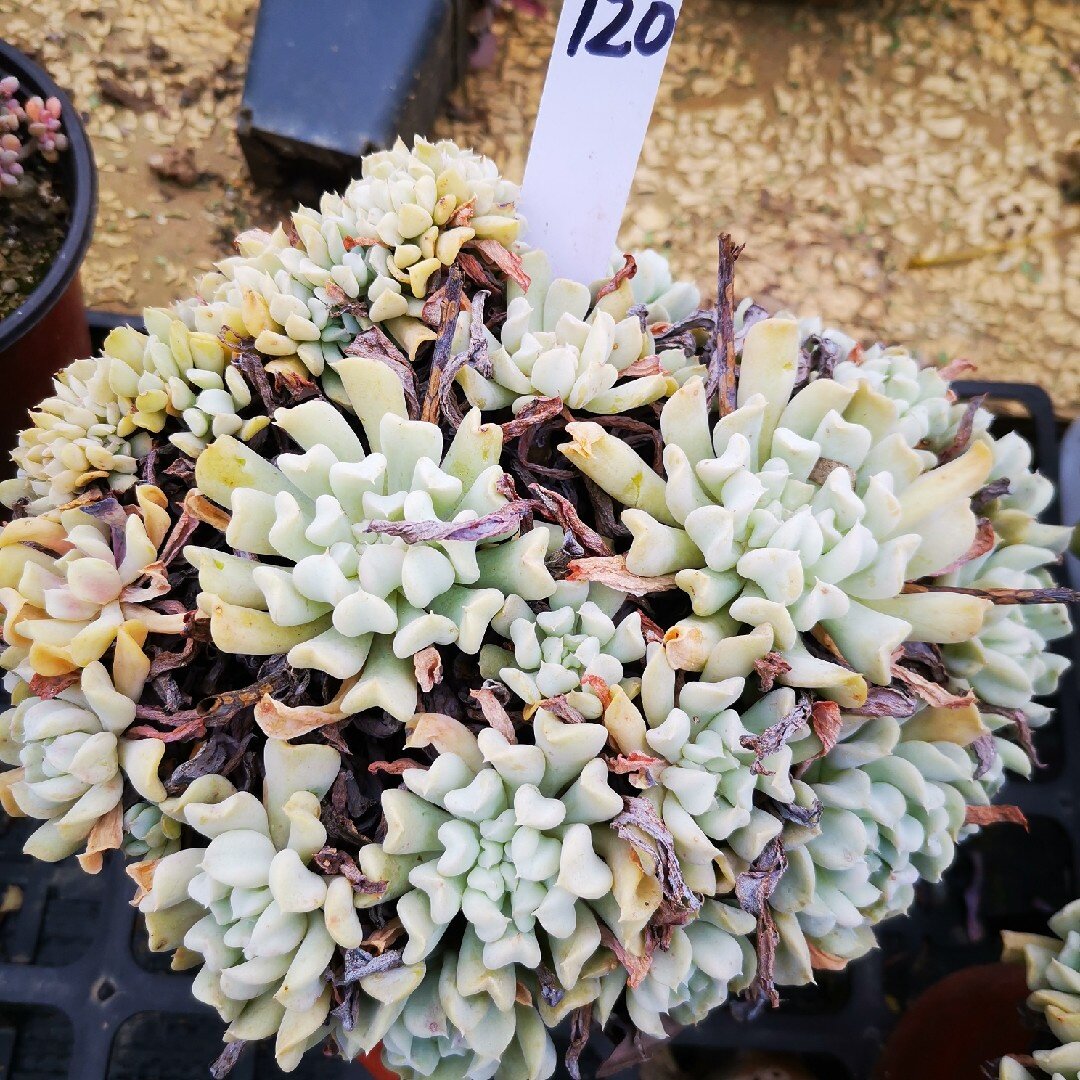 多肉植物蛋黄黄特玉莲缀化群生一物一拍多肉植物